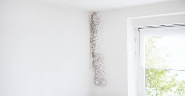 Best Black Mold Removal  in Jersey City, NJ