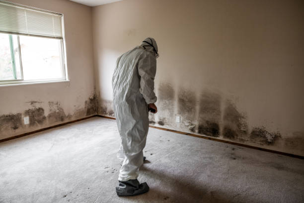 Trusted Jersey City, NJ Mold Removal Experts