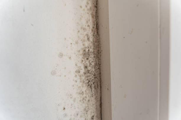 Best Mold Prevention Services  in Jersey City, NJ