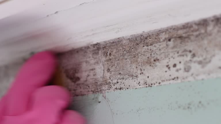 Best Mold-Related Health Consultation  in Jersey City, NJ